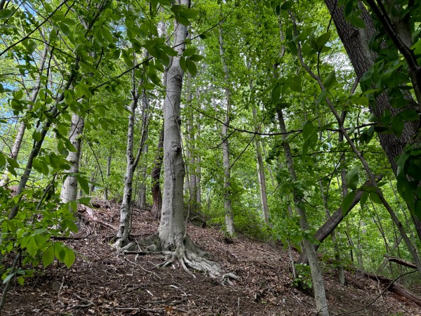 More of Tract 2 - The Woods at Little Kyger