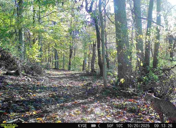 Tract 2 - The Woods at Little Kyger property photo