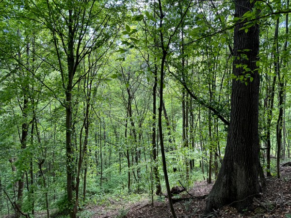 Tract 2 - The Woods at Little Kyger property photo