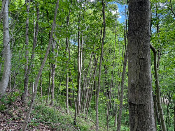 Tract 2 - The Woods at Little Kyger property photo
