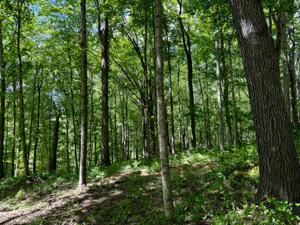Tract 4 - The Woods at Little Kyger property photo