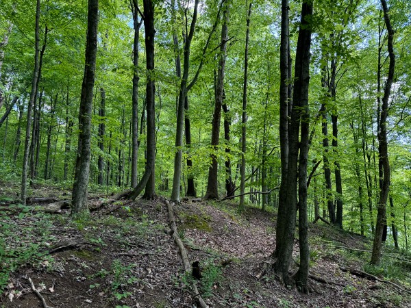 Tract 4 - The Woods at Little Kyger property photo