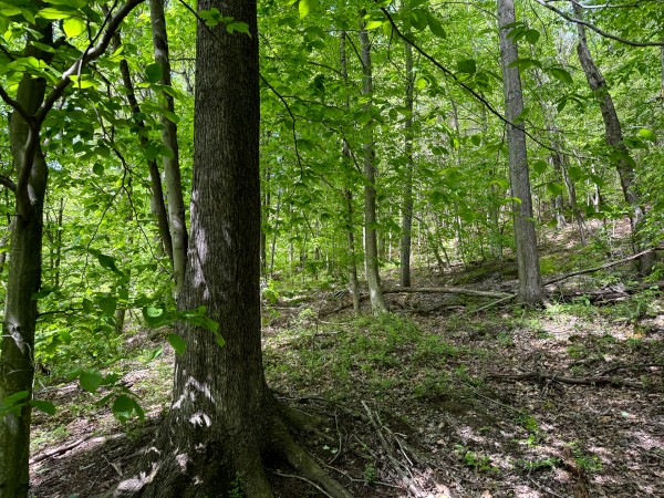 Tract 4 - The Woods at Little Kyger property photo