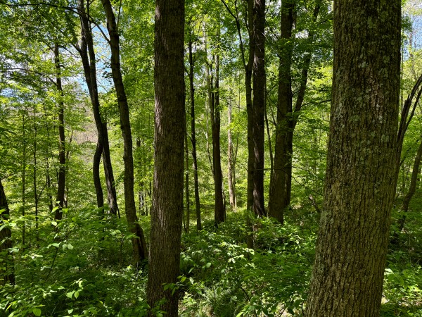 Tract 8 - The Woods at Little Kyger property photo