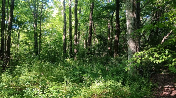 Tract 2 - Albany Hideaway property photo