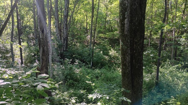 Tract 2 - Albany Hideaway property photo