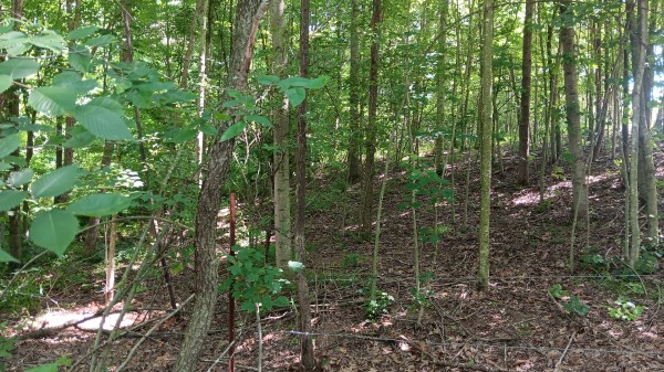 Tract 4 - Albany Hideaway property photo