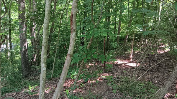 Tract 4 - Albany Hideaway property photo