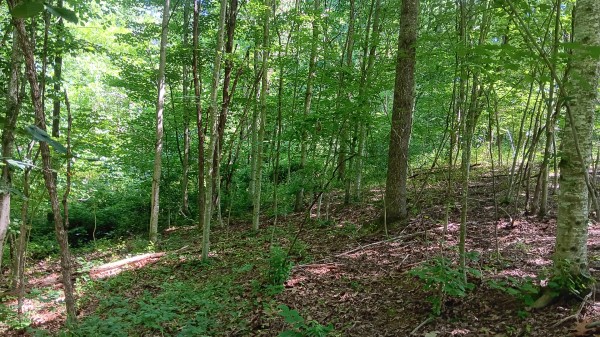 Tract 4 - Albany Hideaway property photo