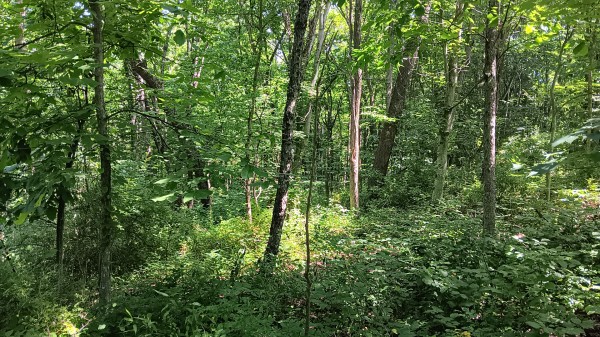 Tract 4 - Albany Hideaway property photo