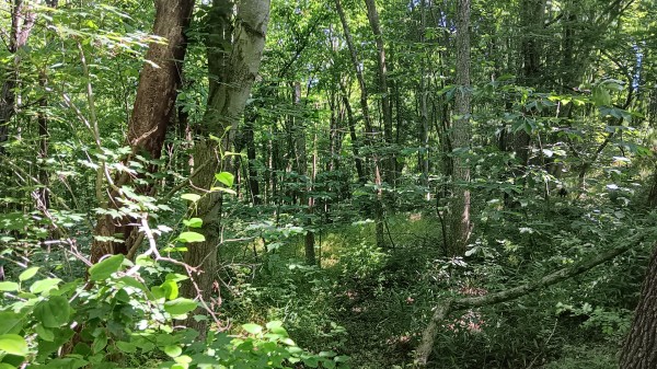 Tract 4 - Albany Hideaway property photo