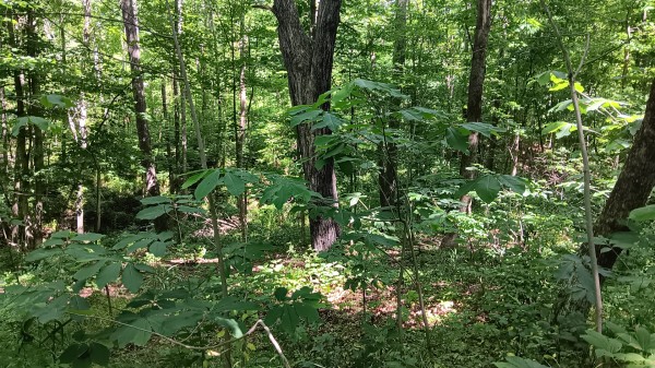 Tract 4 - Albany Hideaway property photo