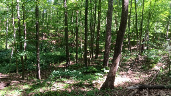 Tract 4 - Albany Hideaway property photo