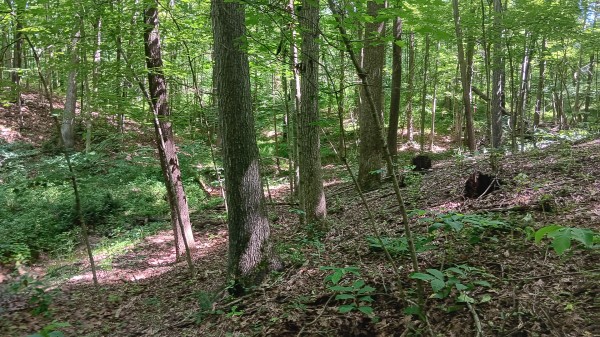 Tract 4 - Albany Hideaway property photo
