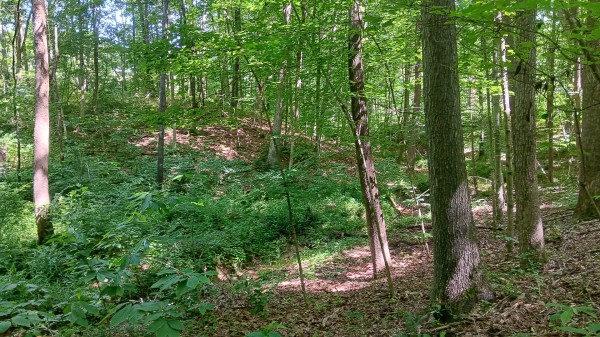 Tract 4 - Albany Hideaway property photo