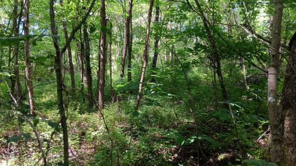 Tract 3 - Albany Hideaway property photo