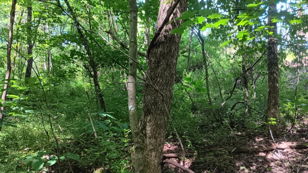 Tract 3 - Albany Hideaway property photo