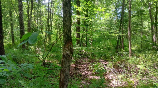 Tract 3 - Albany Hideaway property photo