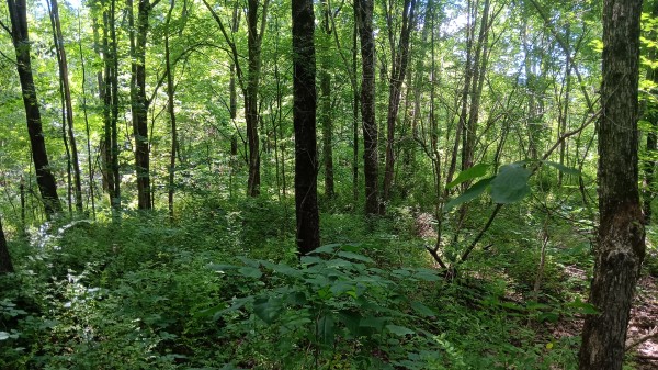 More of Tract 3 - Albany Hideaway