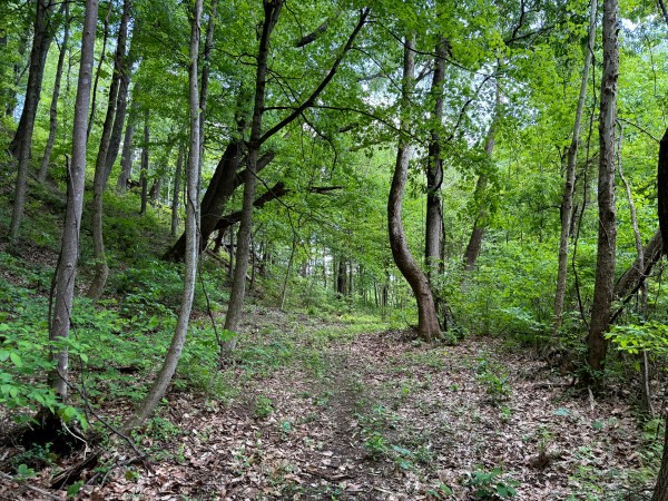 Tract 5 - The Woods at Little Kyger property photo