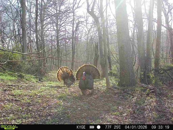 Tract 5 - The Woods at Little Kyger property photo