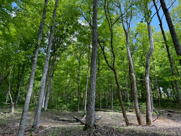 More of Tract 5 - The Woods at Little Kyger