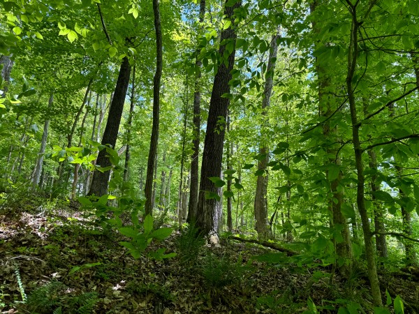 More of Tract 5 - The Woods at Little Kyger