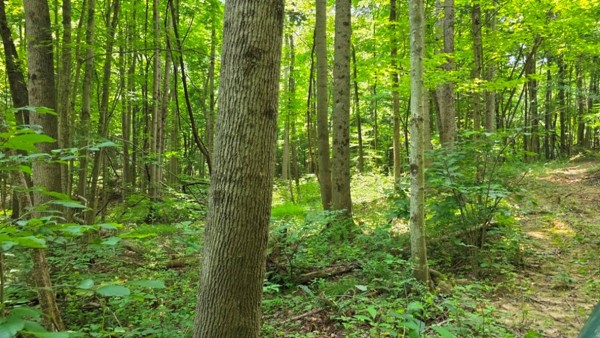 Tract 2 at Muskingum Woods property photo