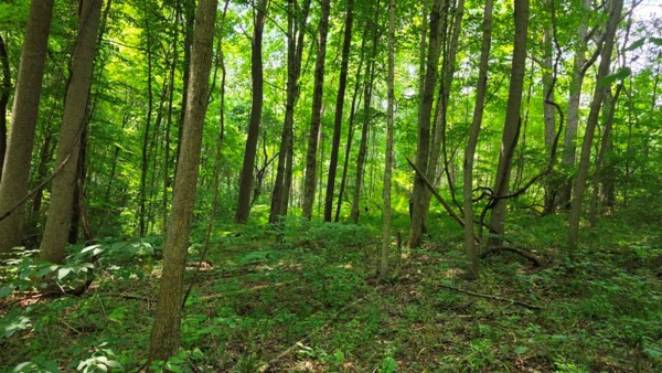 Tract 2 at Muskingum Woods property photo