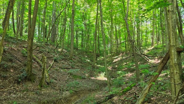 Tract 2 at Muskingum Woods property photo