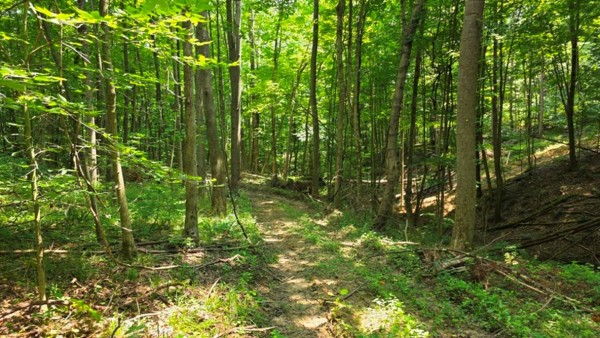 More of Tract 2 at Muskingum Woods
