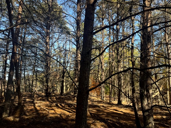 More of Tract 7 at The Ponds at Poplar Ridge