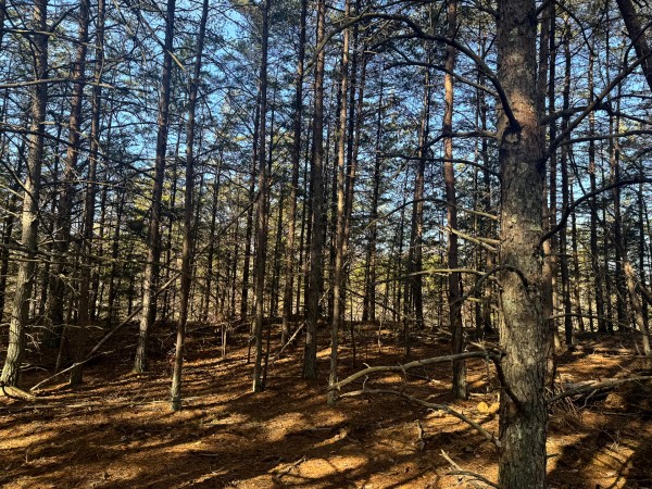 More of Tract 7 at The Ponds at Poplar Ridge
