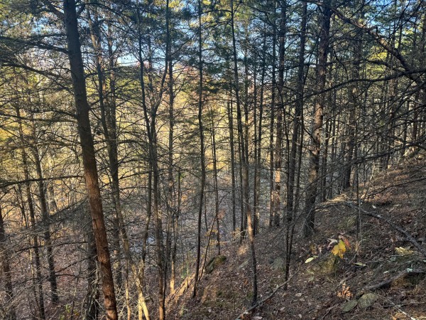 More of Tract 7 at The Ponds at Poplar Ridge