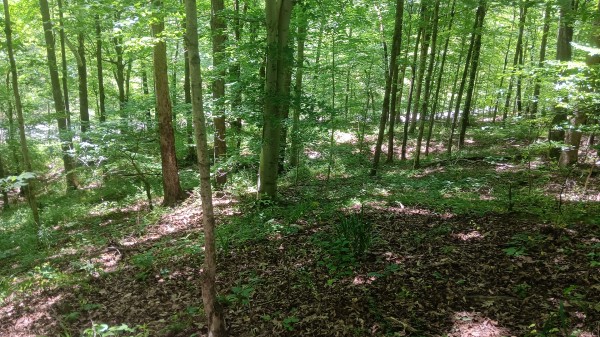 Creekview Cabin on Little Raccoon Creek property photo