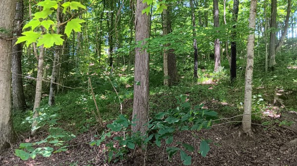 Creekview Cabin on Little Raccoon Creek property photo