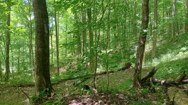 Creekview Cabin on Little Raccoon Creek property photo