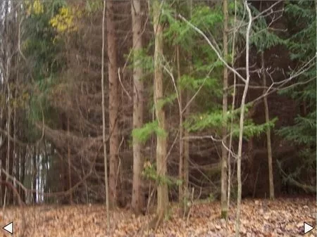 7.2 Acre Wooded Homesite property photo 1