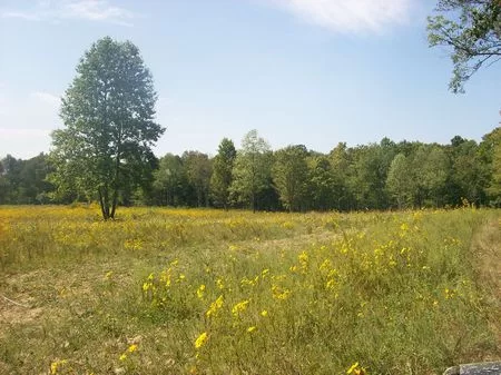 204 Ac. Split in 5 Hunting Lots property photo 1