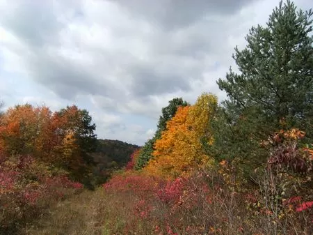 37 Acres Of Beautiful Hunting Land
