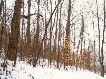 39 Acres property photo 1
