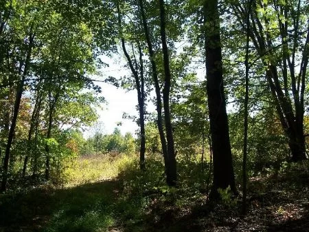 56 Acres with Building Site property photo 1