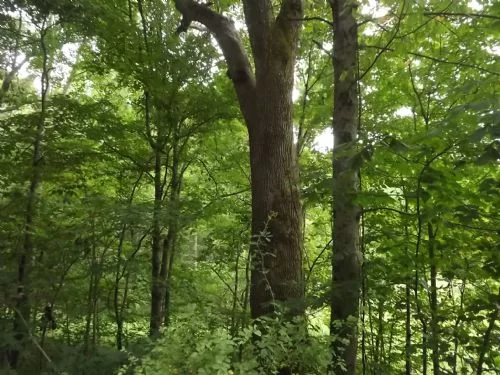 Excellent Hunting Property property photo 1