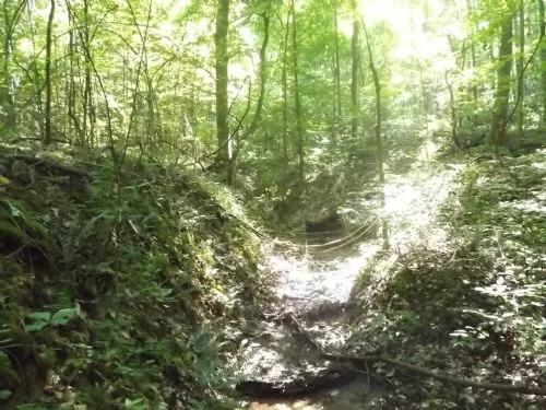 9+ Acres $16900 Near Wayne National property photo 1