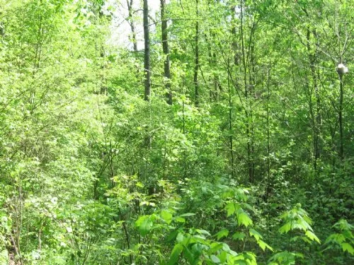 10.7 Acres Richland Furnace property photo 1