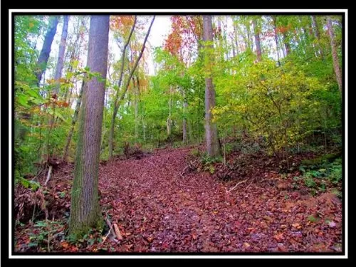 28.705 Wooded Acres