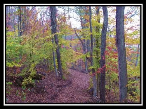 Beautifully Wooded Acreage property photo 1