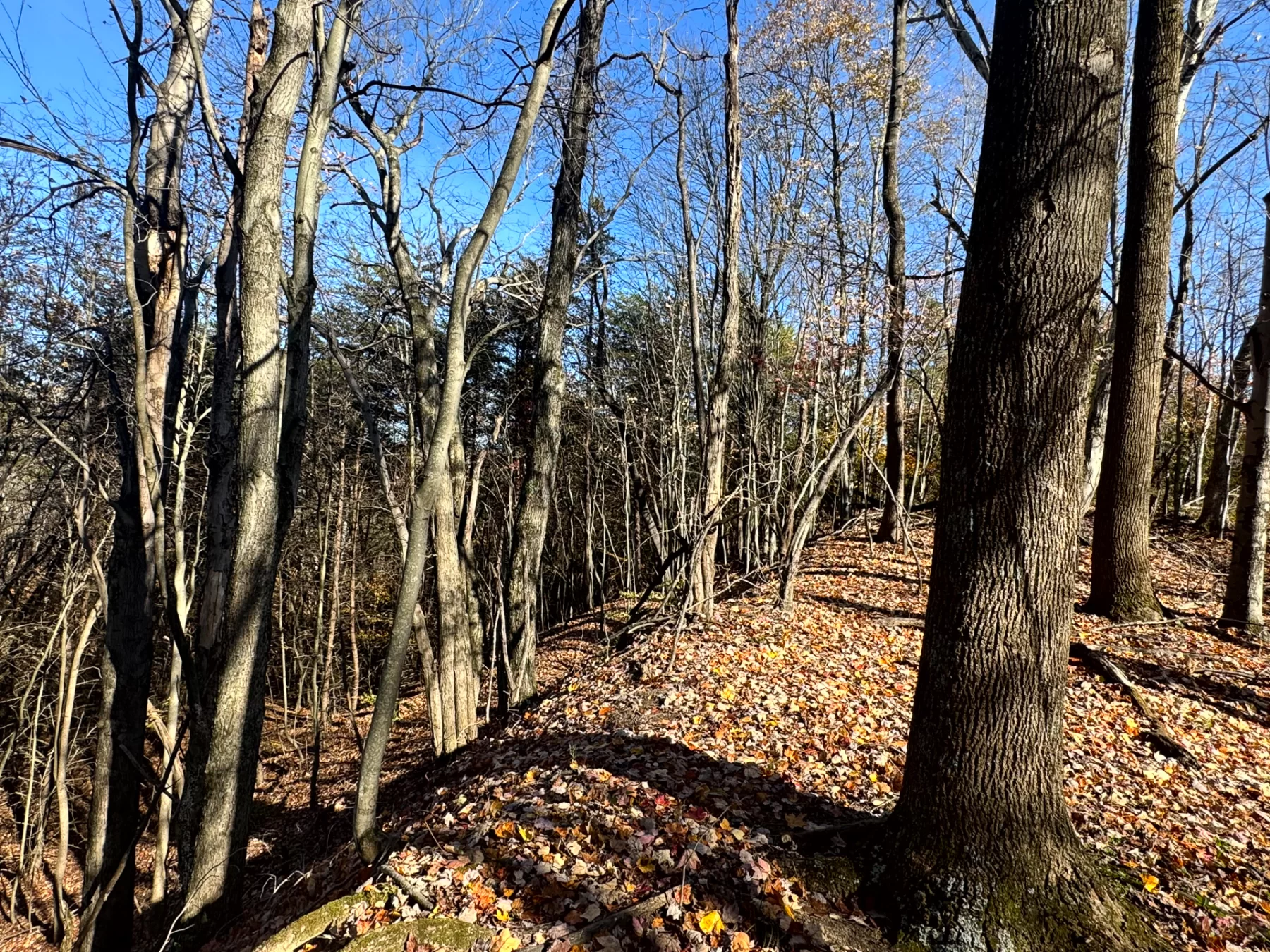 The Ponds at Poplar Ridge – Tract 5 property photo 5