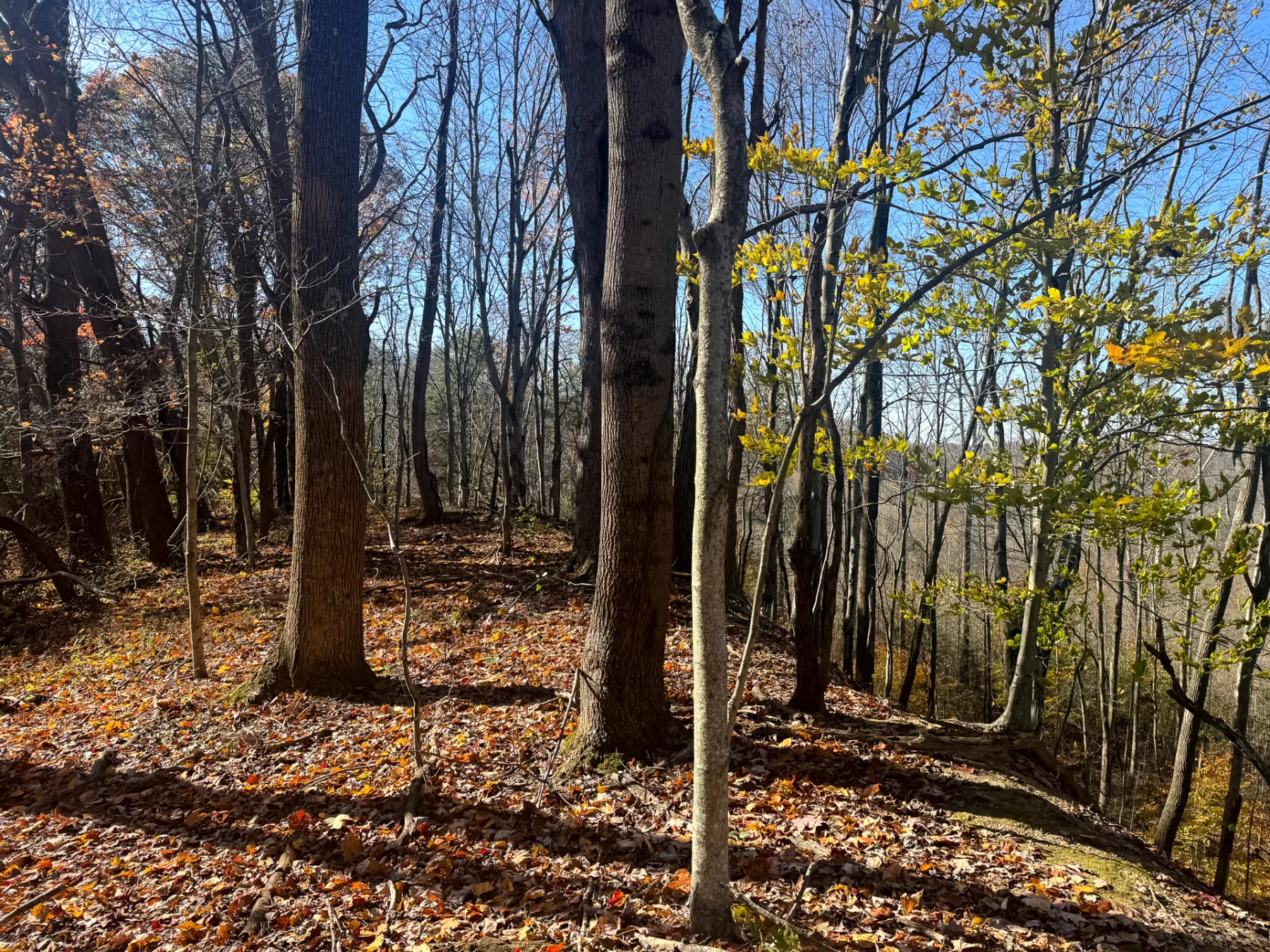 The Ponds at Poplar Ridge – Tract 5 property photo 6
