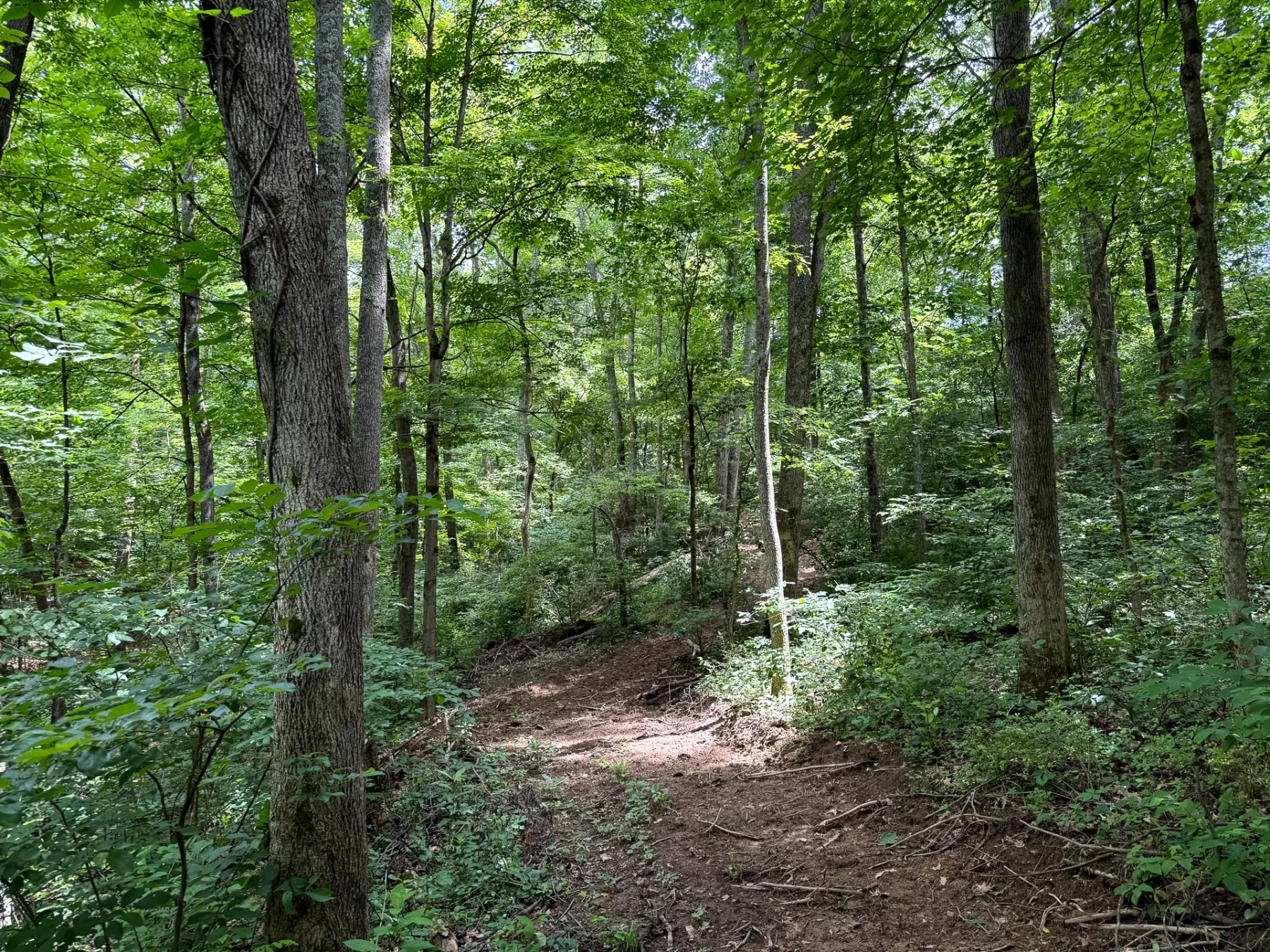 Tract 8 at Jackson Oaks property photo 6